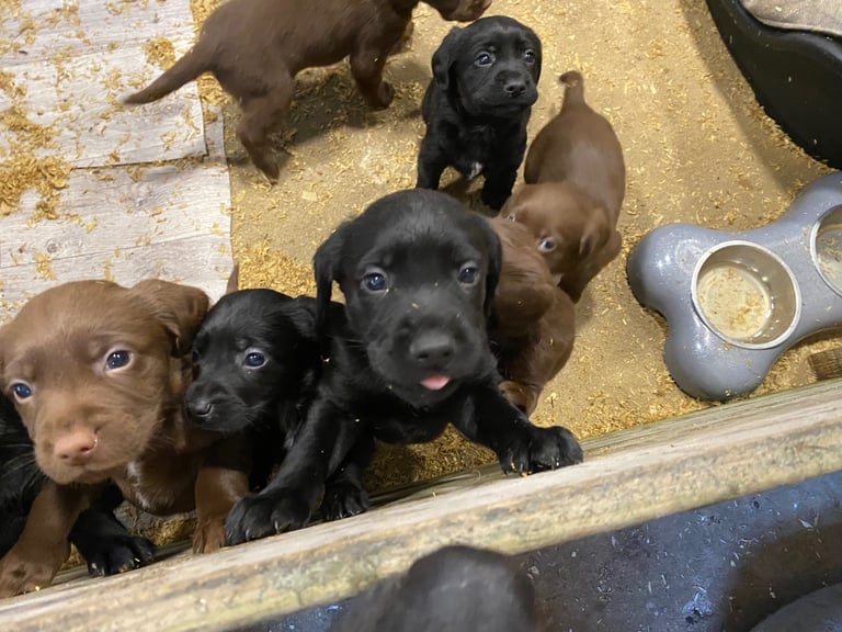 Labrador x Cocker Spaniel Puppies 