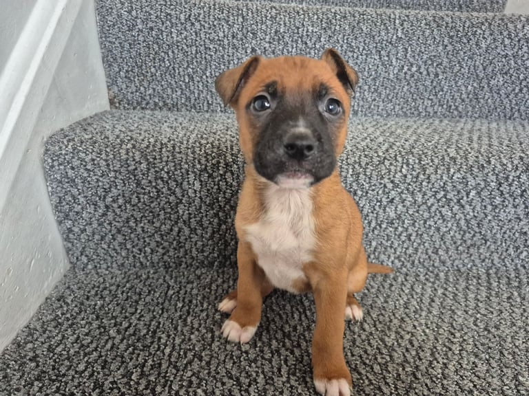 Staffy x belgian Last Girl Left 