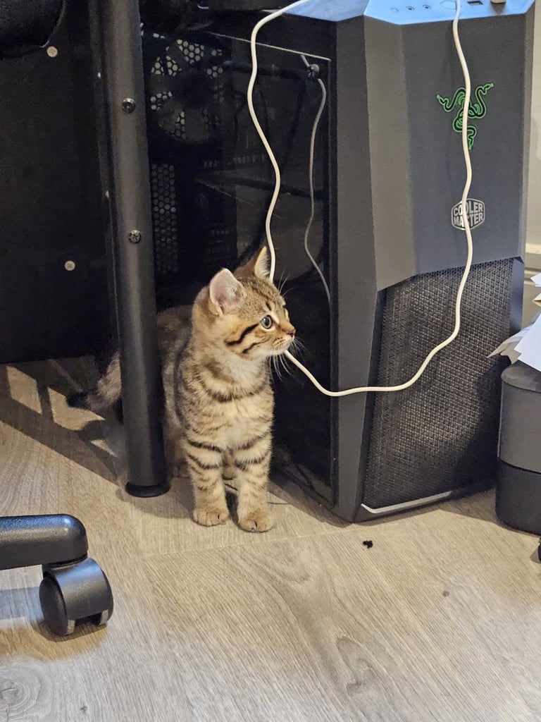 3x mixed bengal kittens 