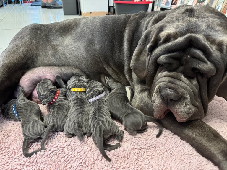 11 Neapolitan mastiff puppies for sale Newcastle 