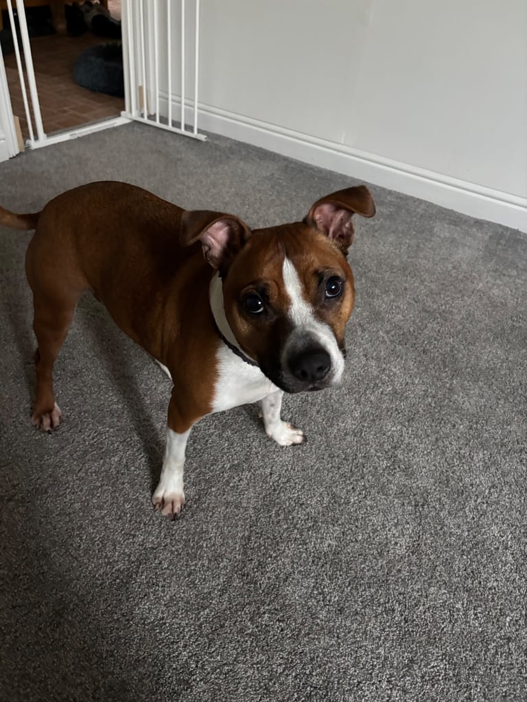 Beautiful Staffy cross