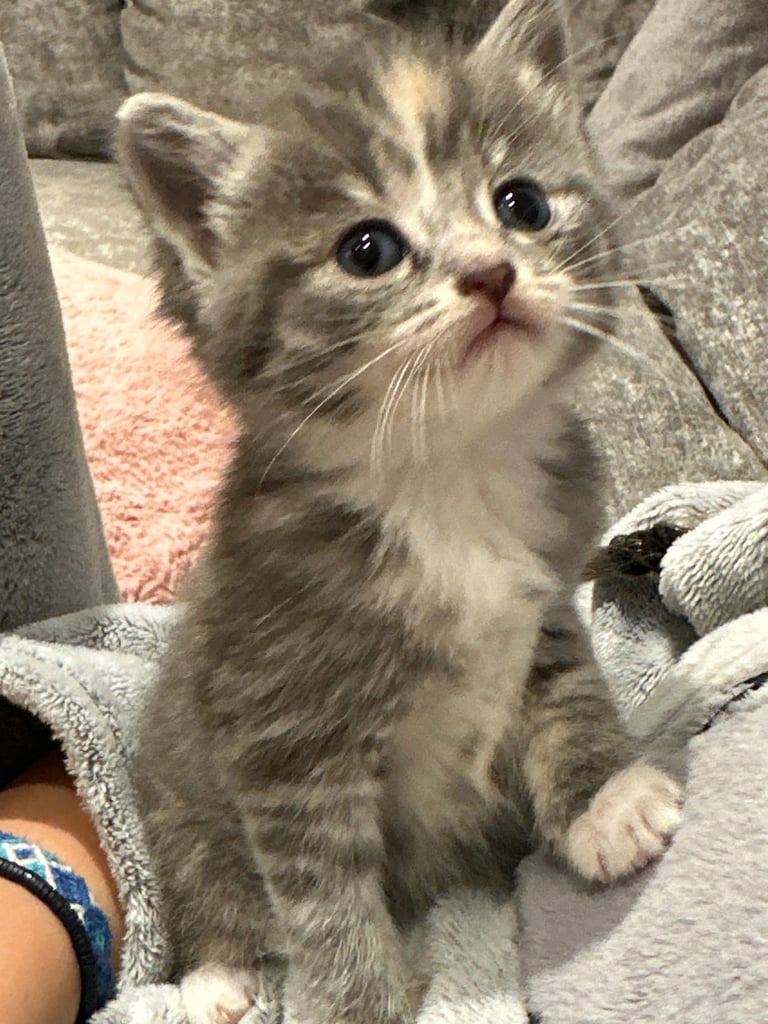 Ragdoll kittens for sale 