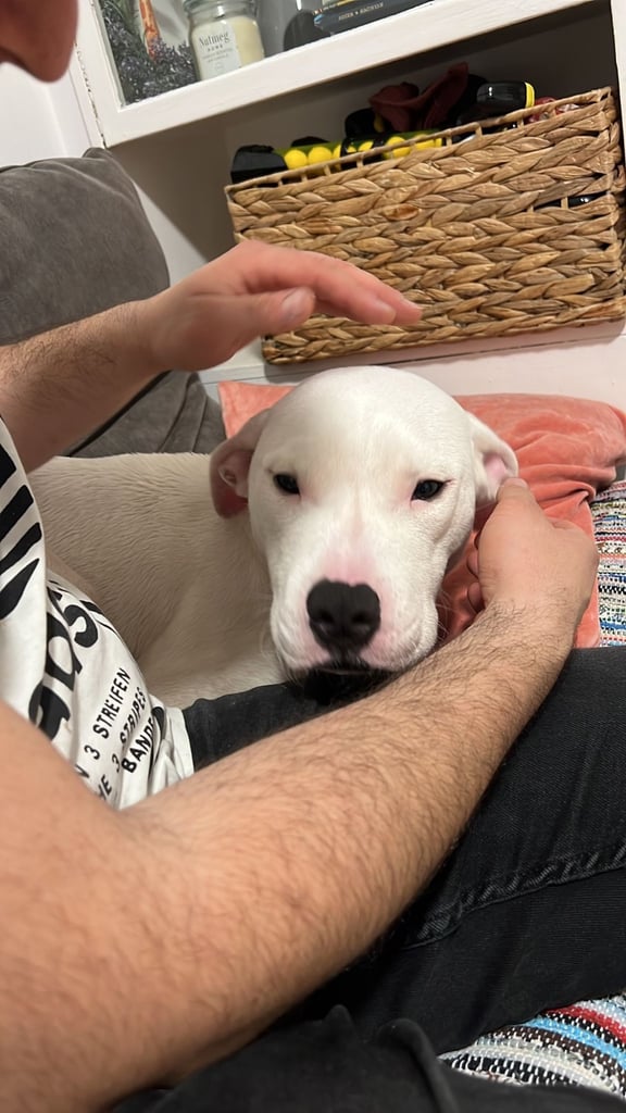 6months American bulldog 