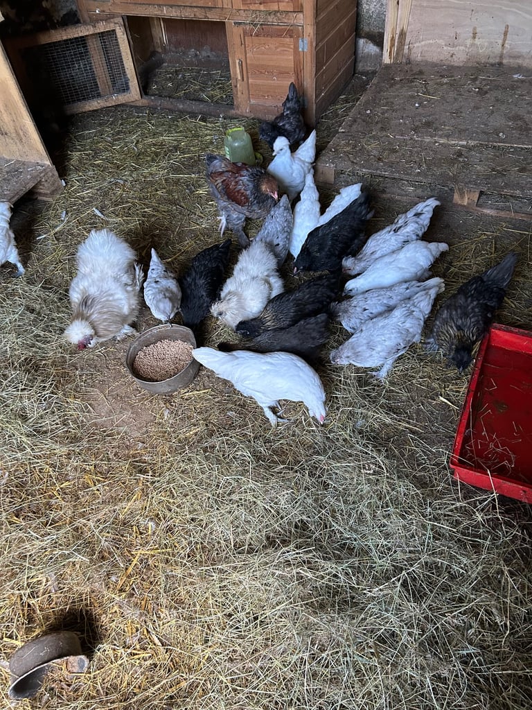 Bantams for sale