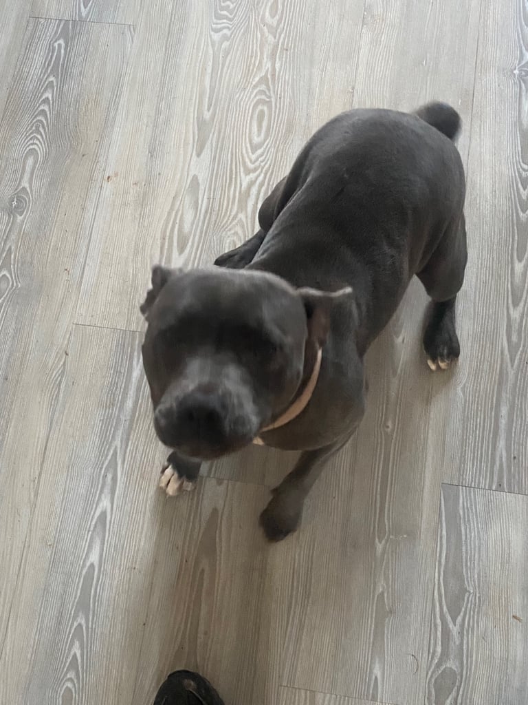 11 months old female staffy