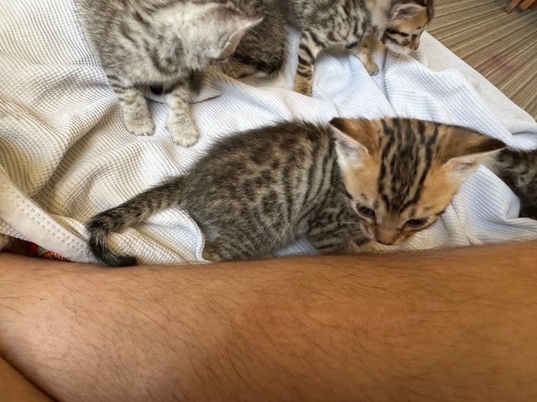 Bengal kittens 