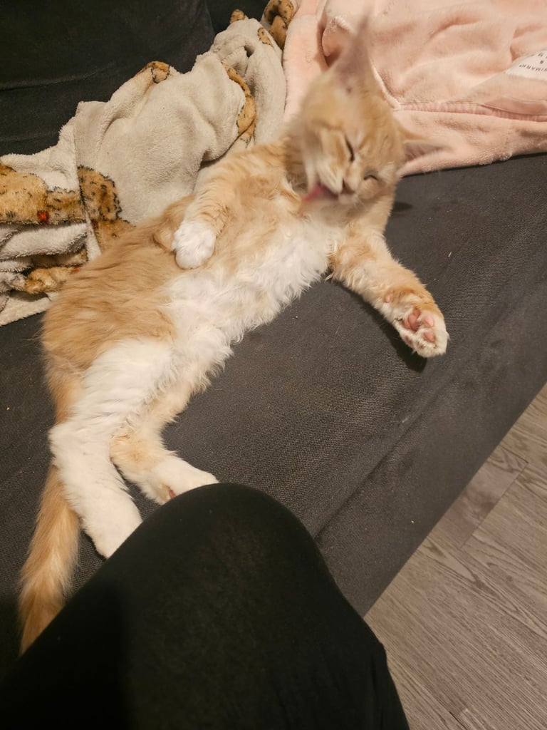 Female main coon for sale