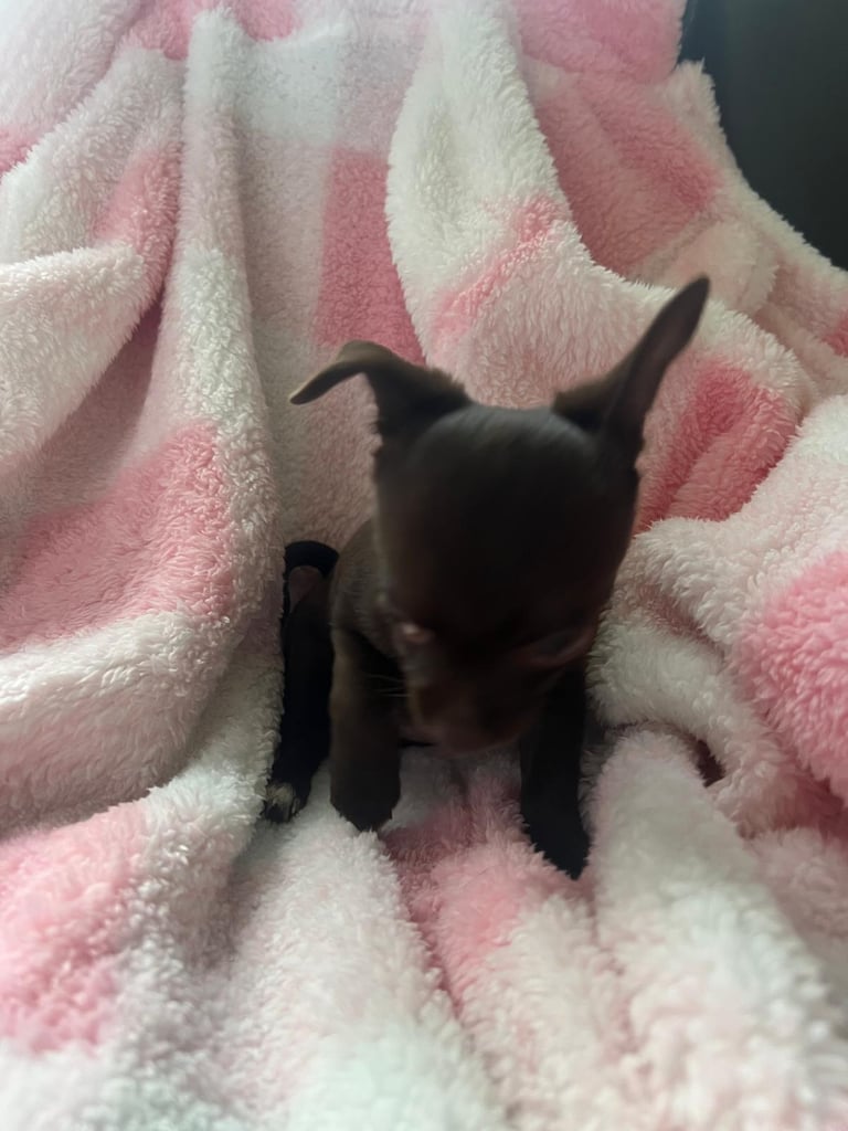 Beautiful chihuahua fur babies male and female