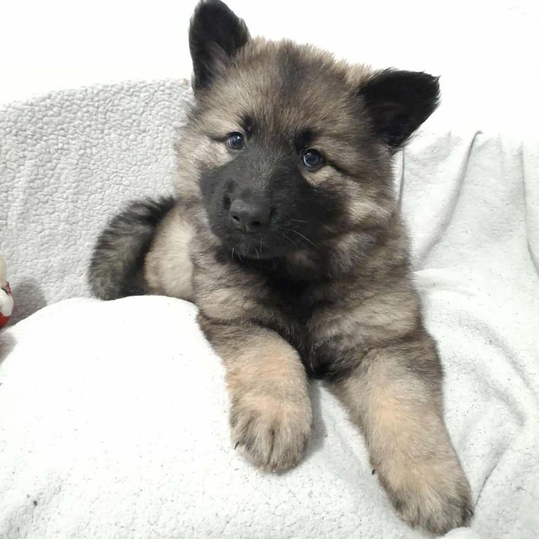 *Ready Now* German Shepherd Pups