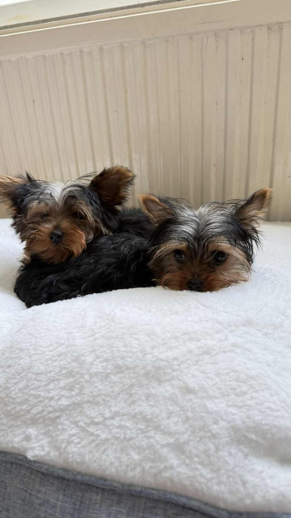 miniature yorkshire/ yorkie