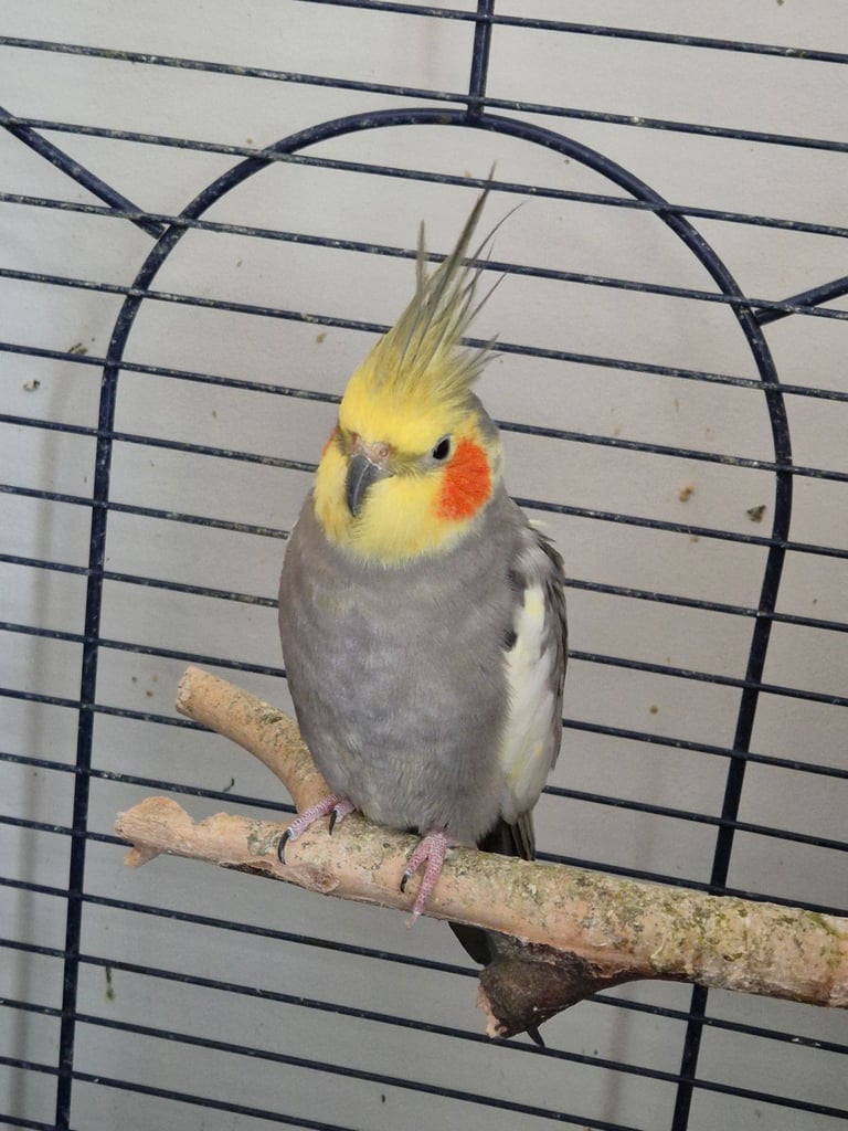Cockatiels