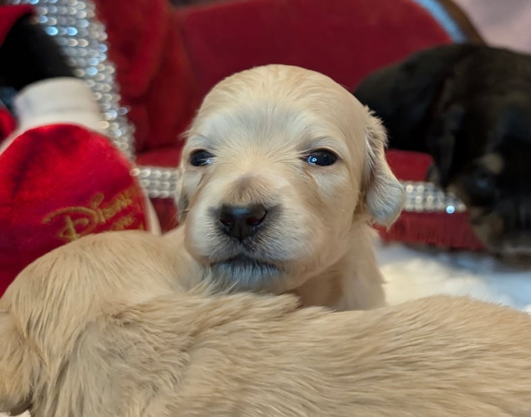  Hi, I’m a long-haired Mini pup! 💕 Rare creams & black & tans — will you be my new mummy or daddy?