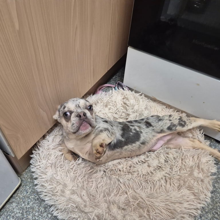 French Bulldog Puppy