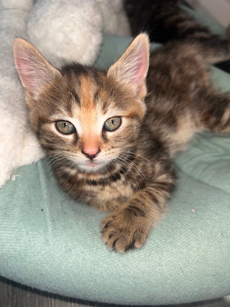 🐾 Adorable Kittens Looking for Their Forever Homes – 2 Girls & 3 Boys🐾
