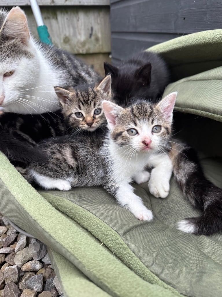 Beautiful kittens for sale 
