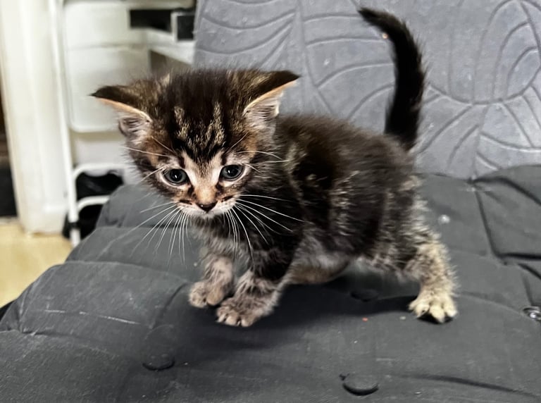 Kittens