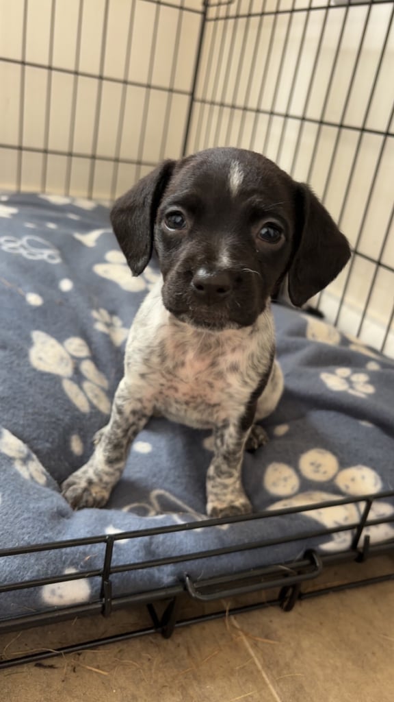 🐾 Adorable COCKAPOO X FRENCHIES Puppies for Sale! 🐾  