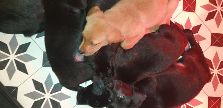 Reducrd* 11 KC reg, labrador retrievers, 10weeks old.