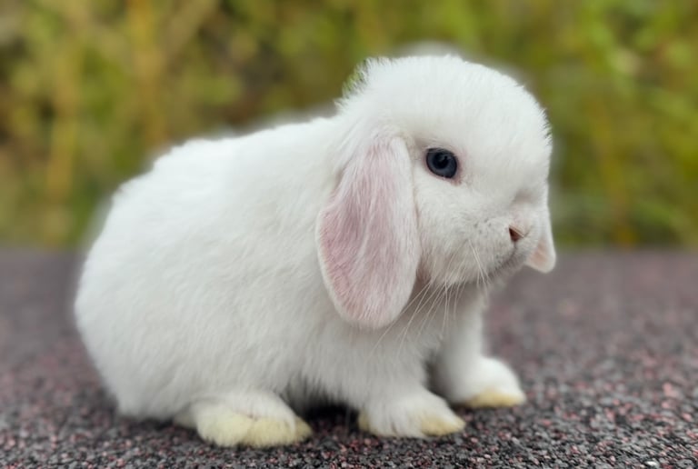 Mini lop Rabbit 