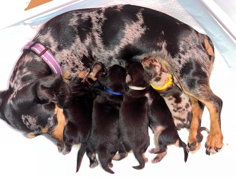Miniature Dachshunds looking for perfect homes