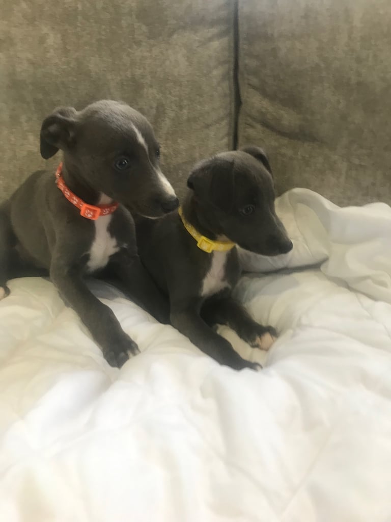 Whippet puppies 
