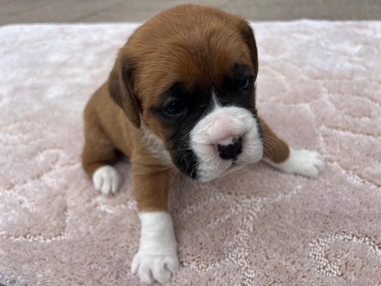 image for Boxer puppies 