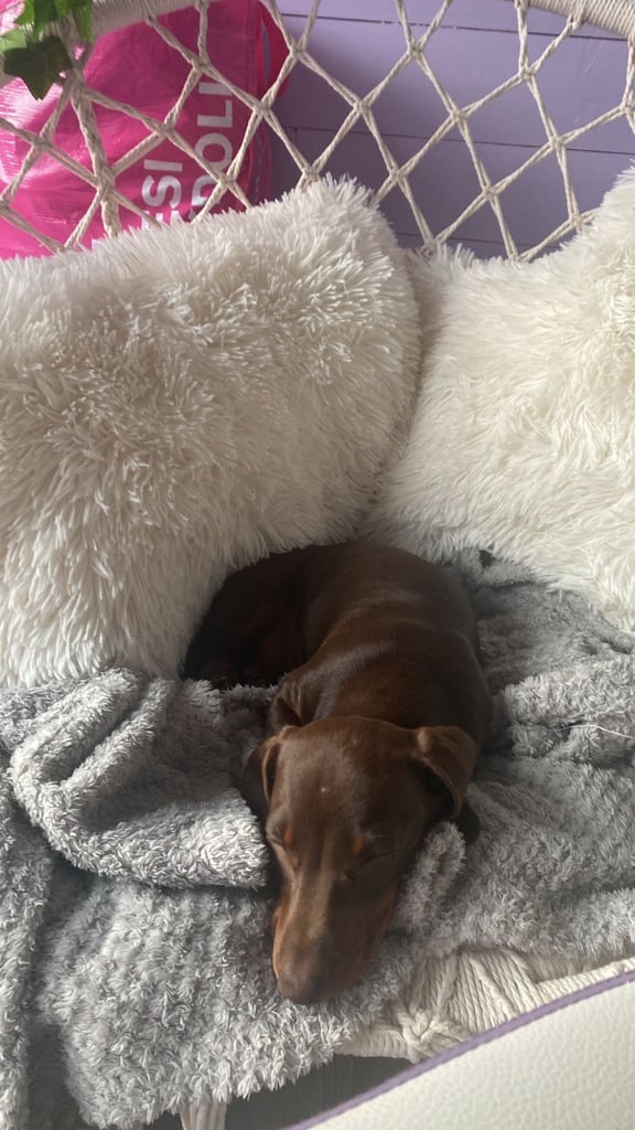 19 month old female chocolate sausage dog /dacsund 