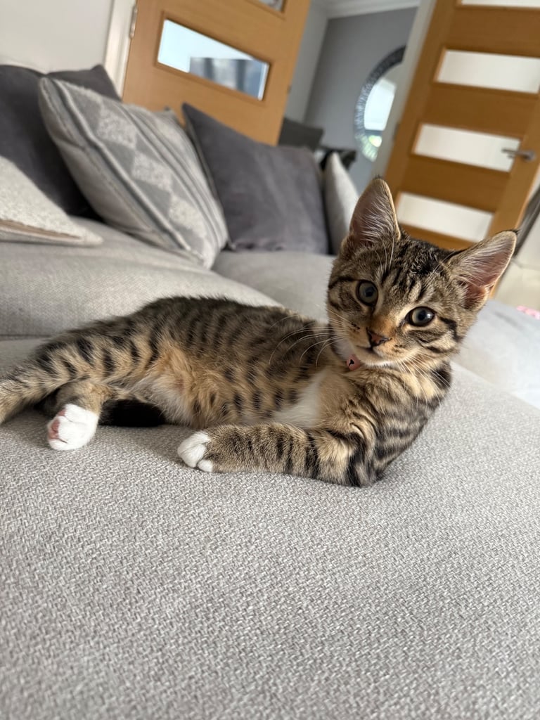 3 month old female tabby kitten for sale