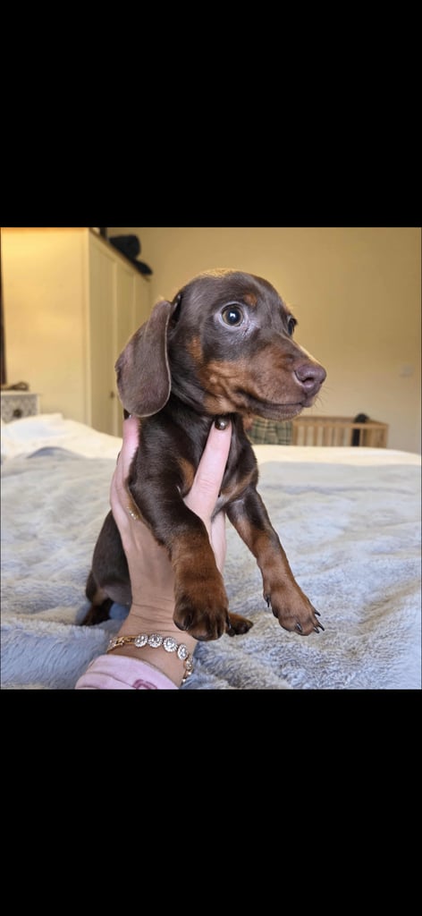 Miniature Dachshund Puppies