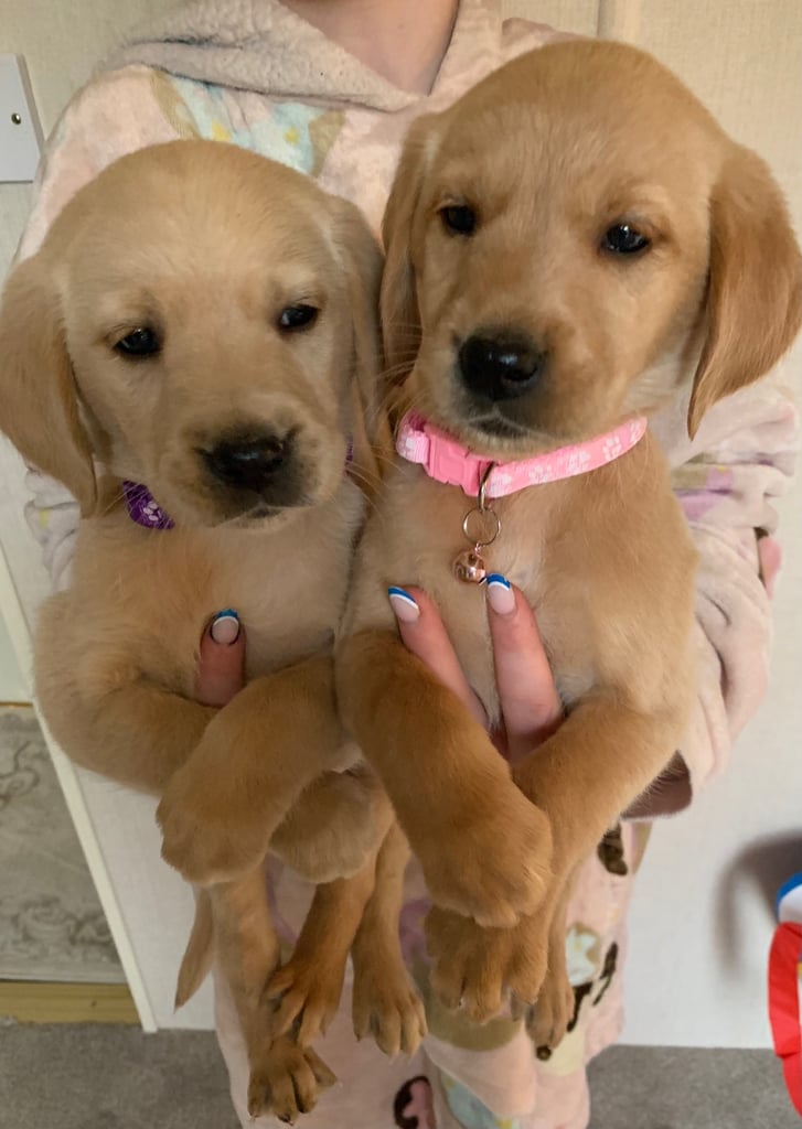 Retriever x fox red Labrador 