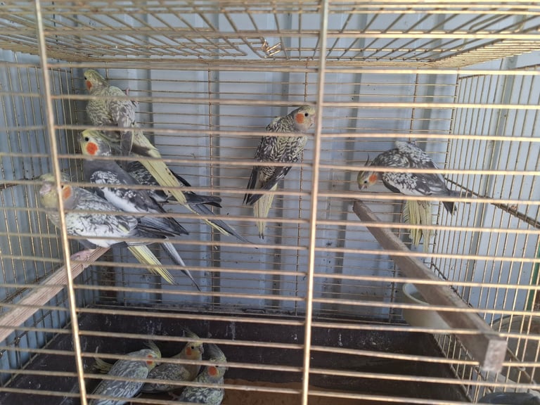 Cockatiels for sale 