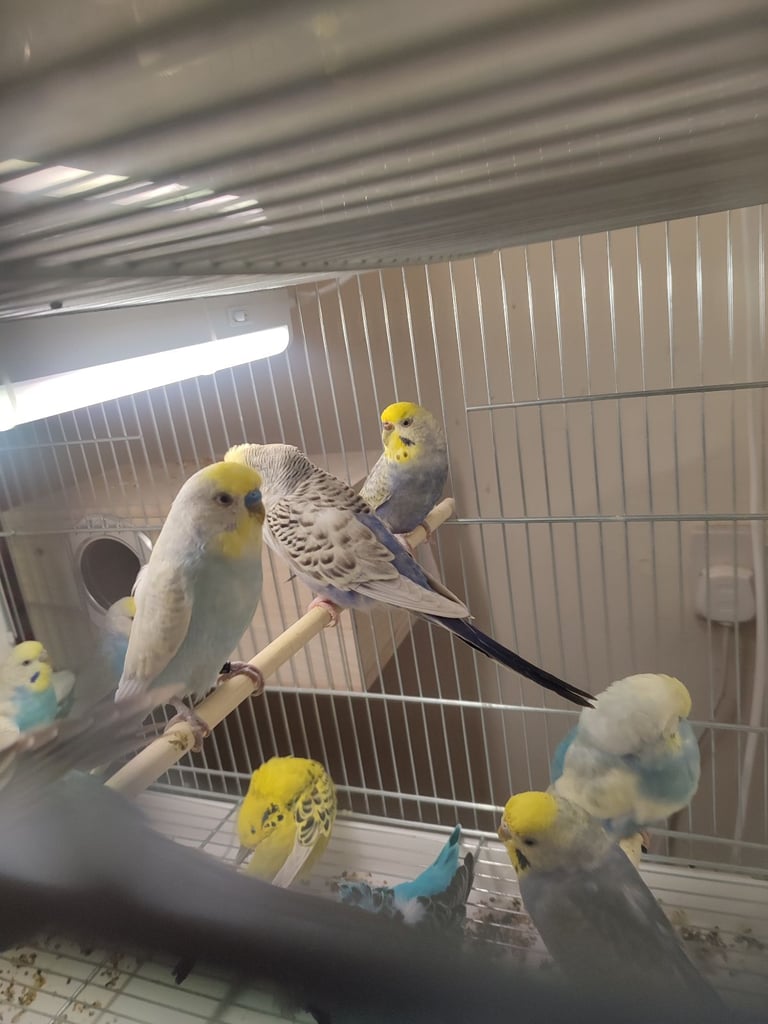 Budgies in London 