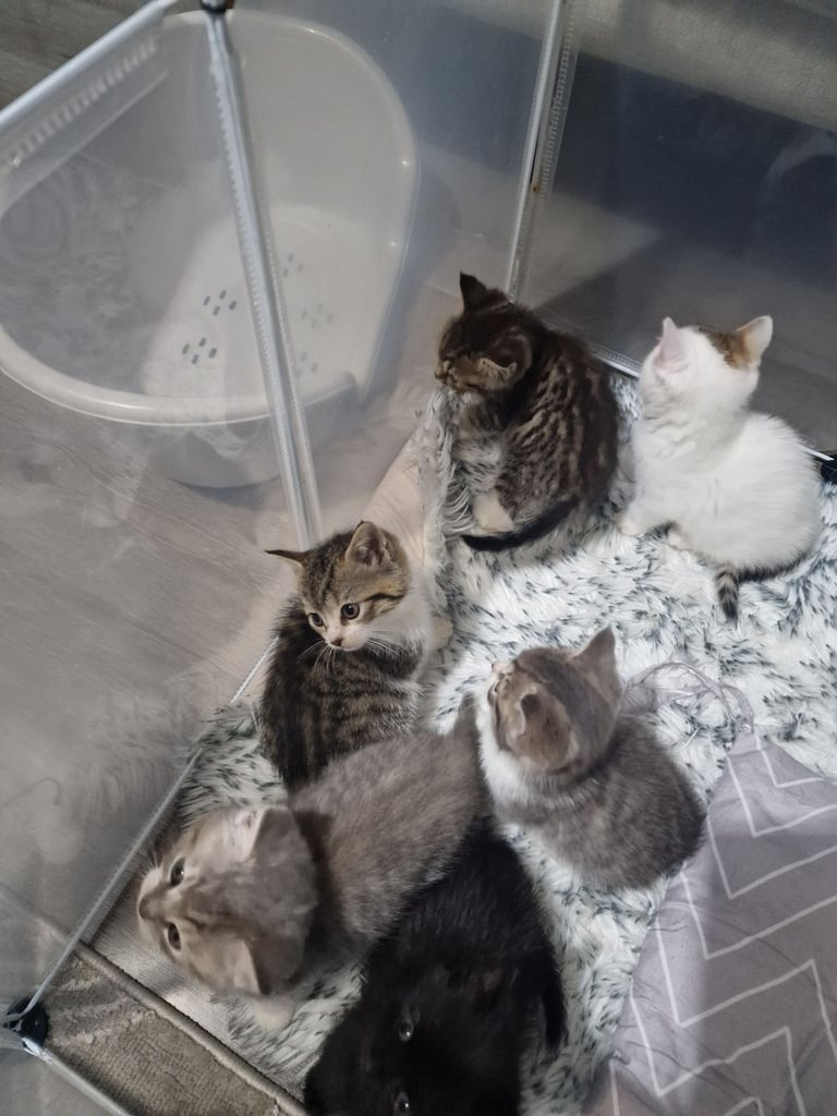 7 kittens 