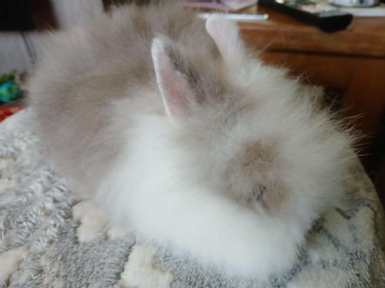 Stunning Double Maned Lionhead baby rabbits 