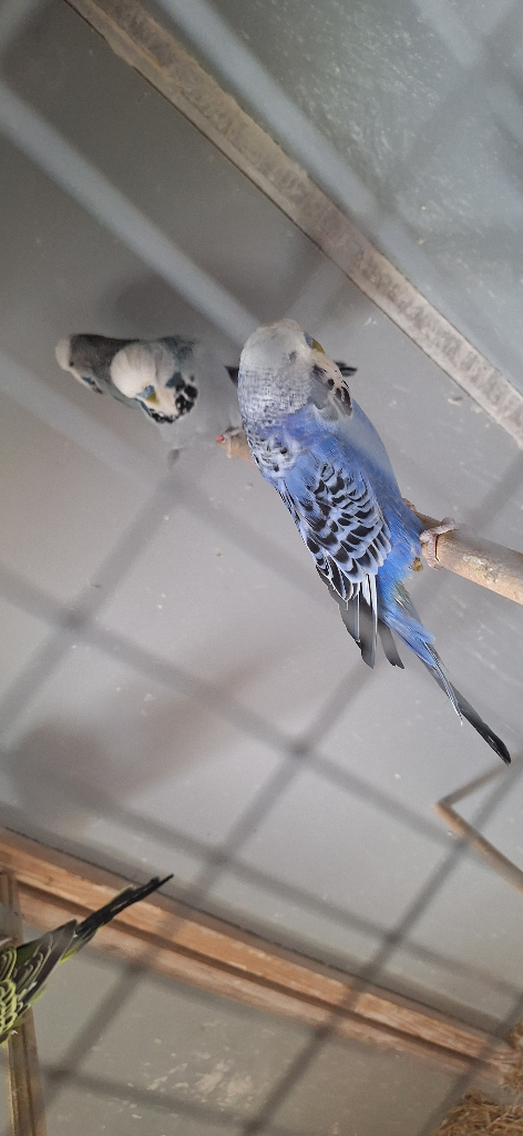 Hand Tame Budgies 