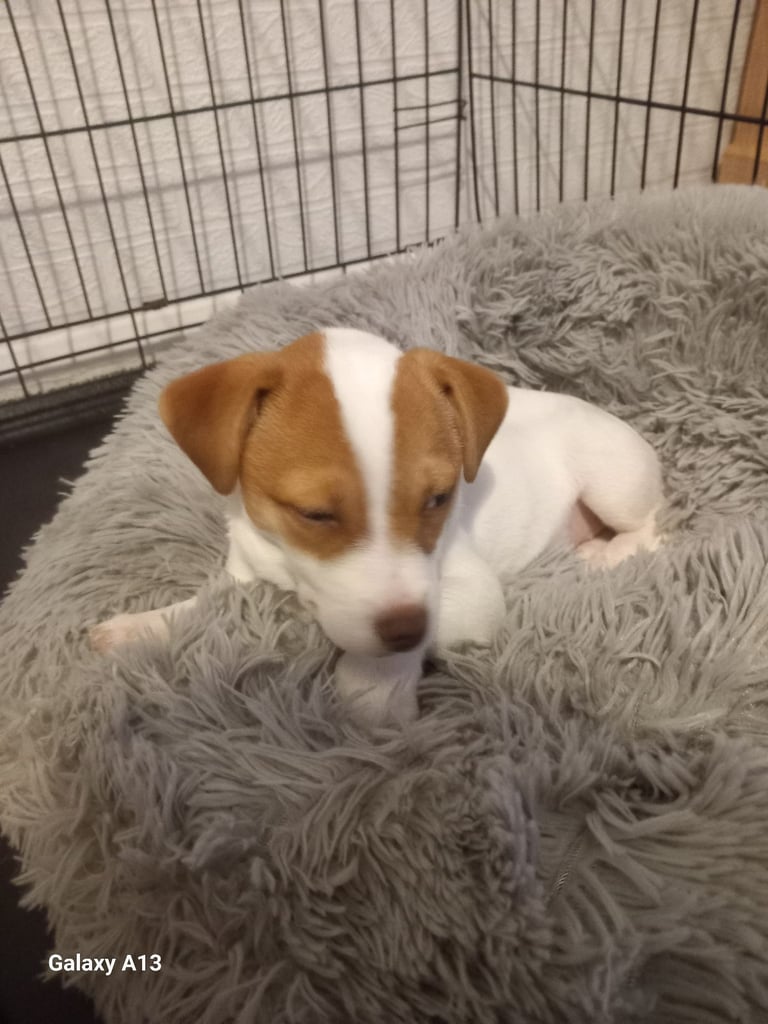 Jack russel cross