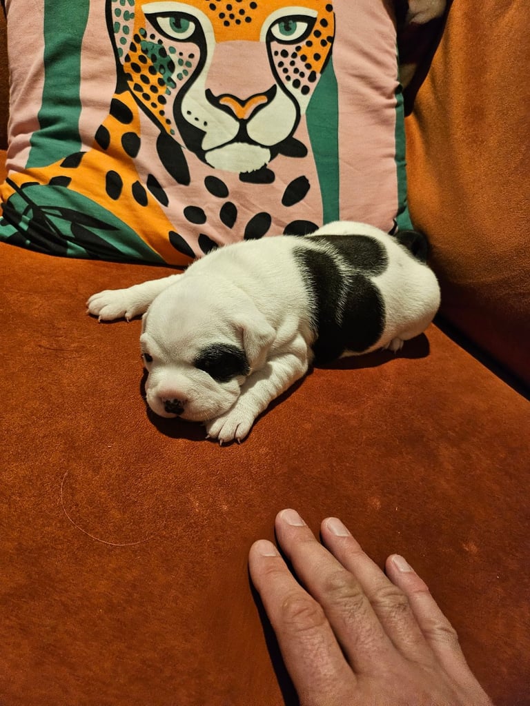 British Bulldog Staff cross (Old Tyme Bulldog)