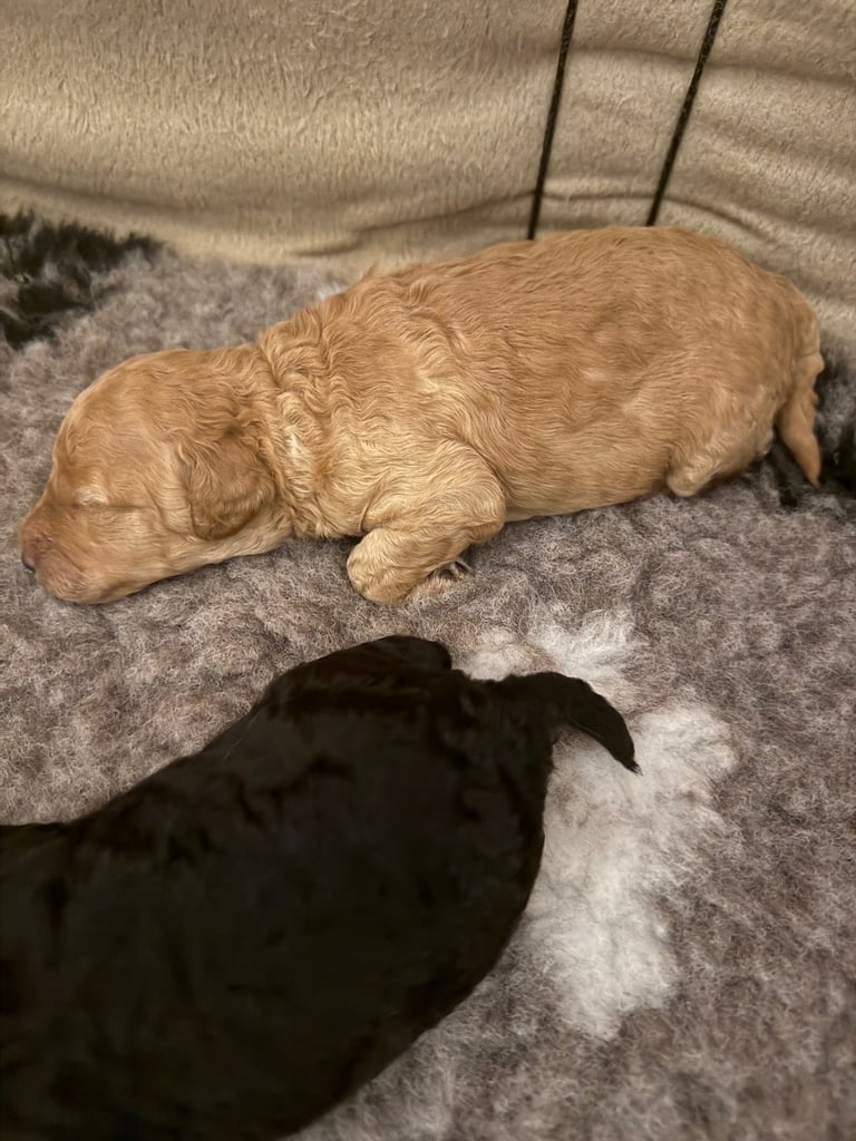 Cockapoo 