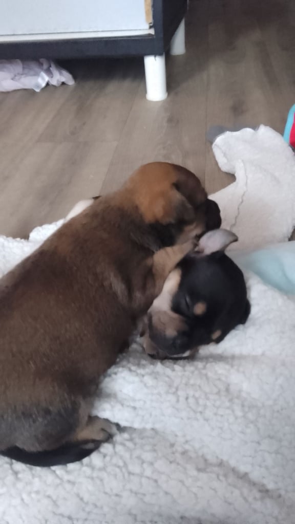 Chihuahua cross fenchy