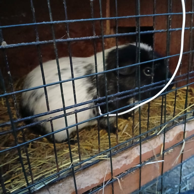 image for Guinea pig, cage and accessories