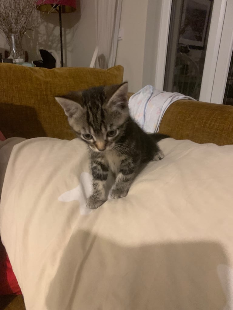 Traditional short hair kittens 