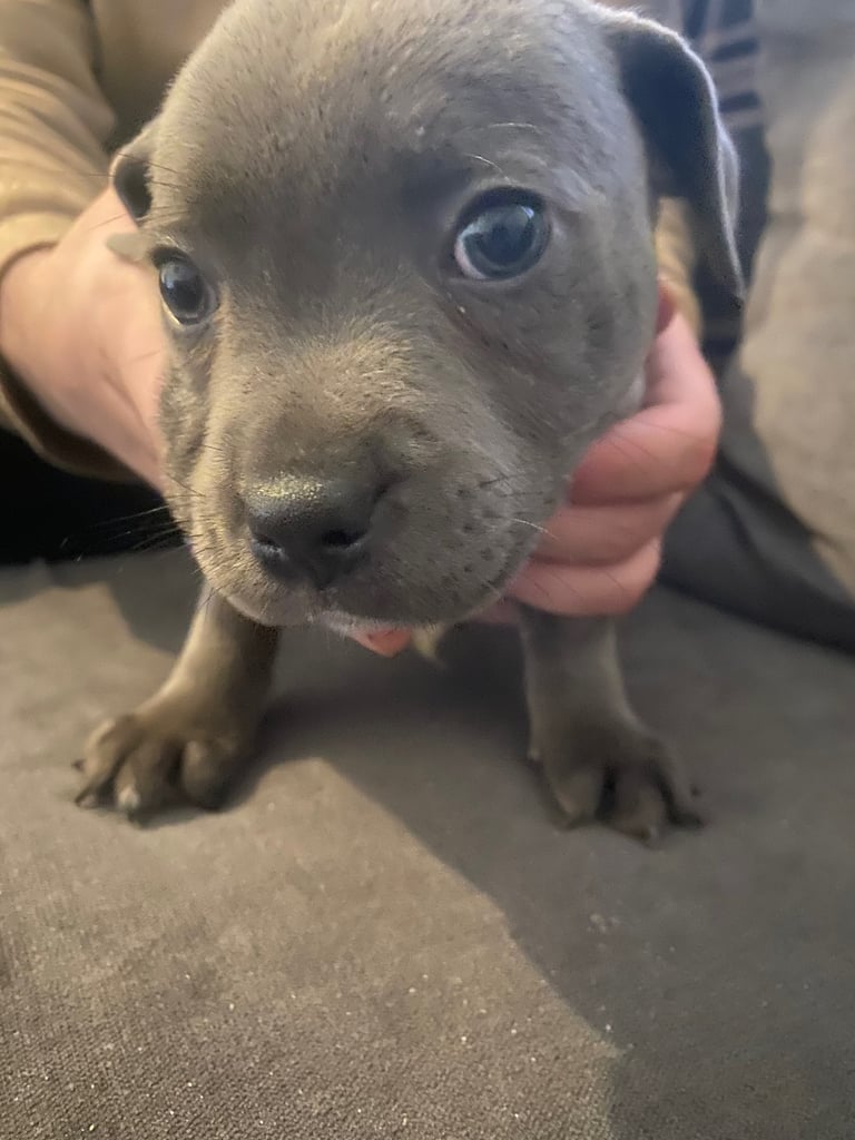 Blue staff puppies