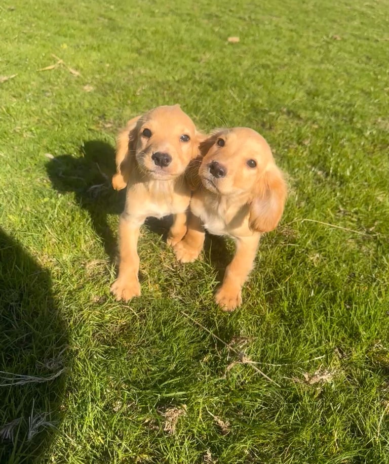 Cocker spaniel puppies