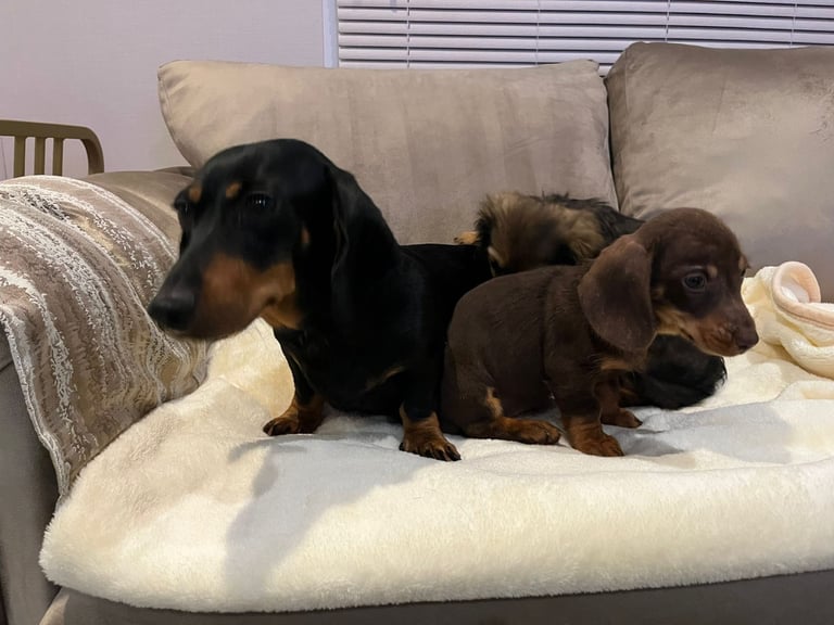 Dachshund puppies 