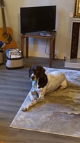 5 year old GSP 
