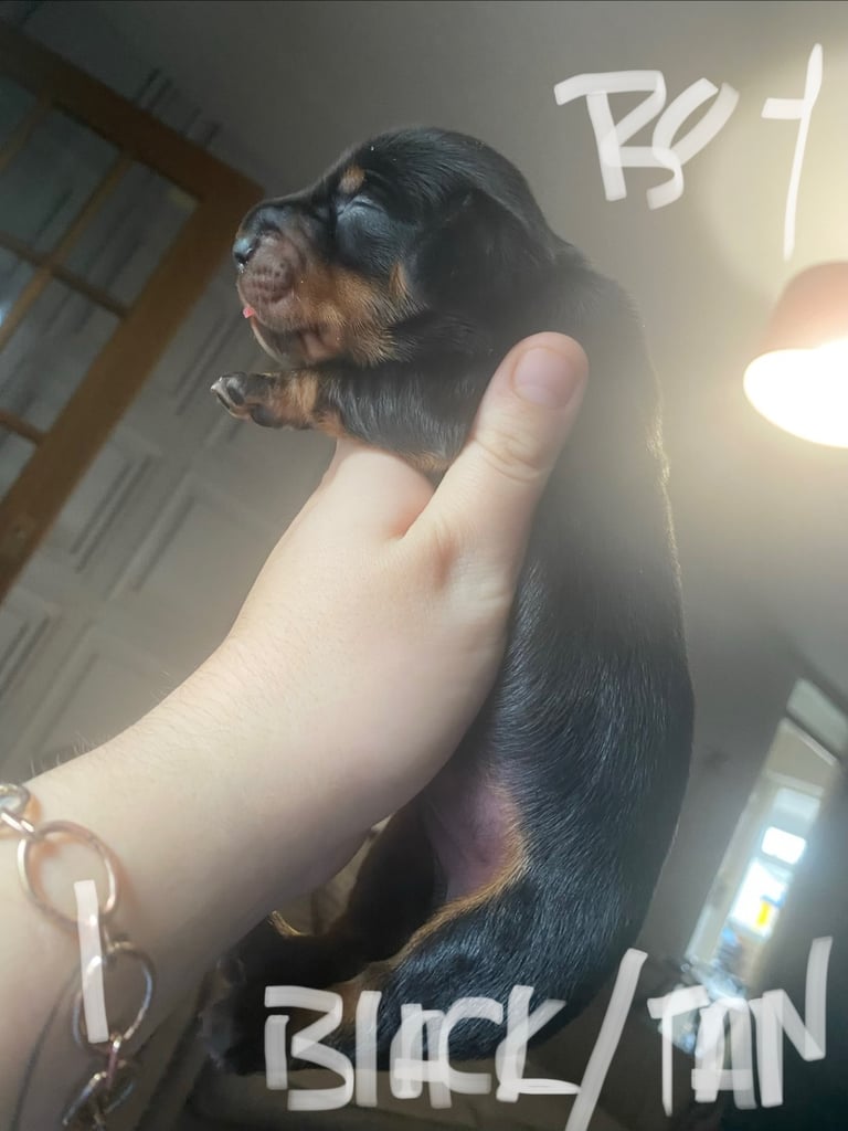 3 male miniature dachshunds