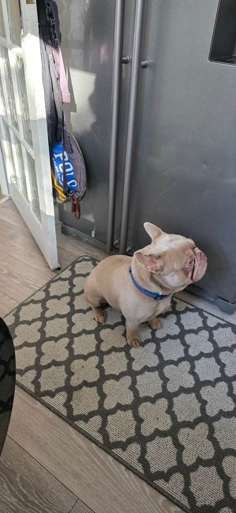 Lilac french bulldog for sale