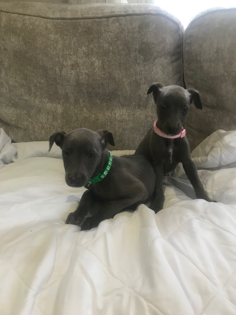 image for Whippet puppies 
