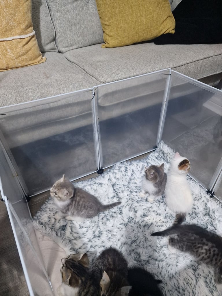 7 kittens 