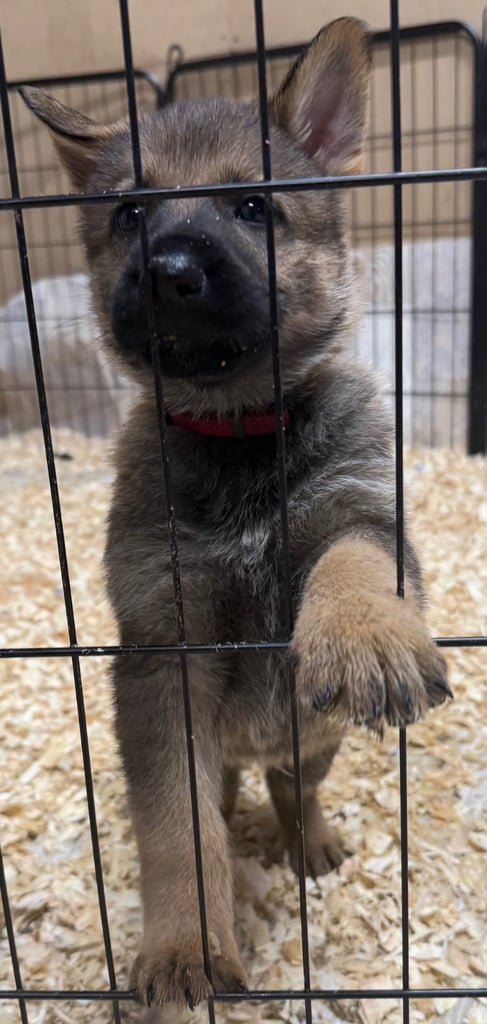 German Shepherd Puppies (Working Line)